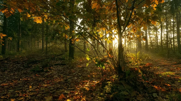 5 Gründe, wieso Camping im Herbst das Beste ist